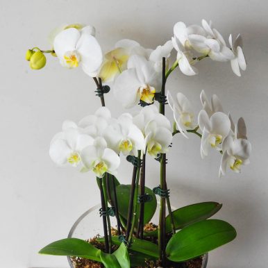 Glass Potted Phalaenopsis Orchid – 4 Stems