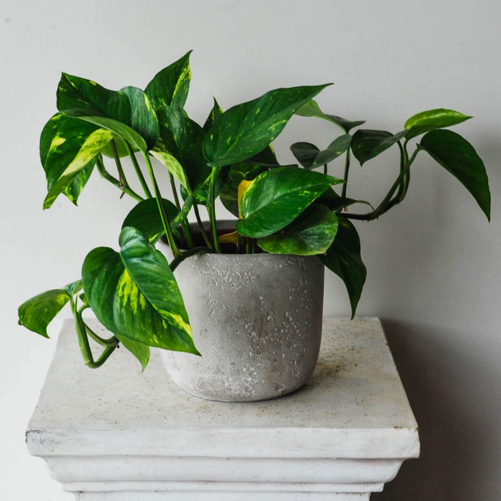 devil's ivy indoor plant